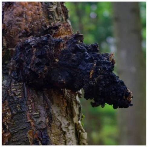Čaga, 100% sibiřská Chaga
