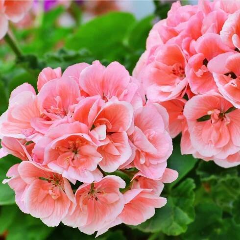 Semena muškátu – Muškát páskatý Nekita F1 Salmon – Pelargonium zonale