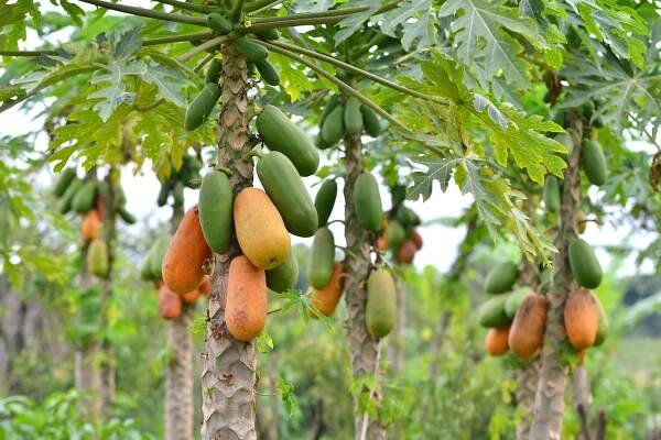 Maradol Papayas: Description, Flavor, Benefits, And Uses - Gardeners' Magazine