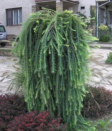 g698-Larix-decidua-Pendula