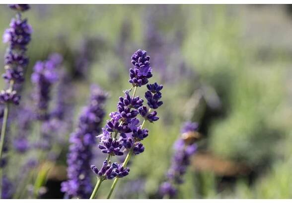 GROW by OBI Levandule lékařská (Lavandula angustifolia) bílá květináč pr. 13 cm