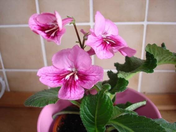 gesneriaceae, podpětovité, saintpaulia, STREPTOCARPUS | pěstování a množení