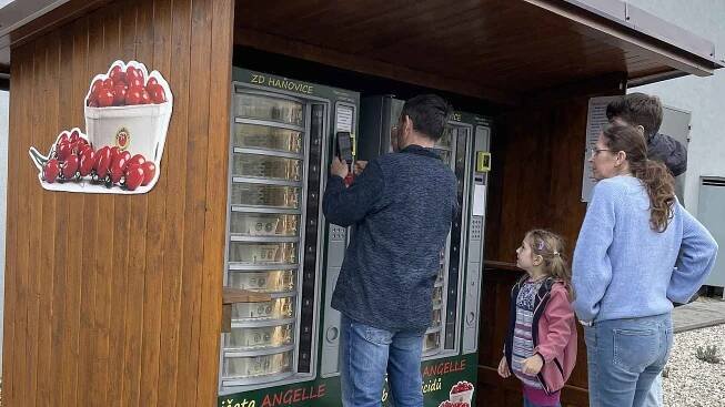 Sladkost i příjemná cena. O hanácká rajčata z automatu je obrovský zájem