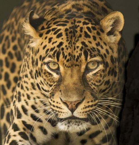 Leopard, Zvíře, Afrika, Oči, Intenzivní
