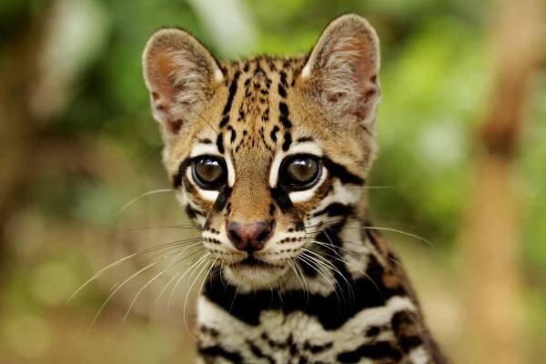 Visit Us – Osa Conservation