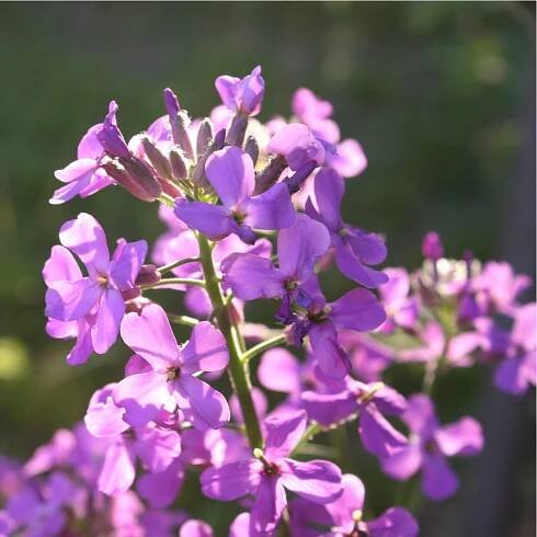 Měsíčnice fialová roční Honesty – Lunaria annua – osivo měsíčnice