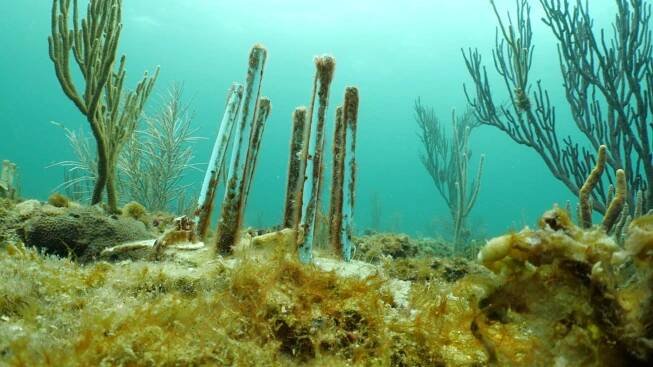 Coral reef
