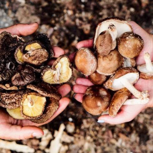 Houby shiitake