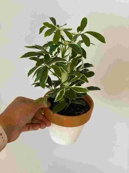 Deštníková rostlina Schefflera Arboricola