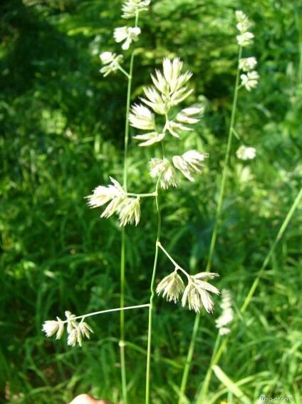 Srha laločnatá slovenská - Dactylis glomerata subsp. slovenica