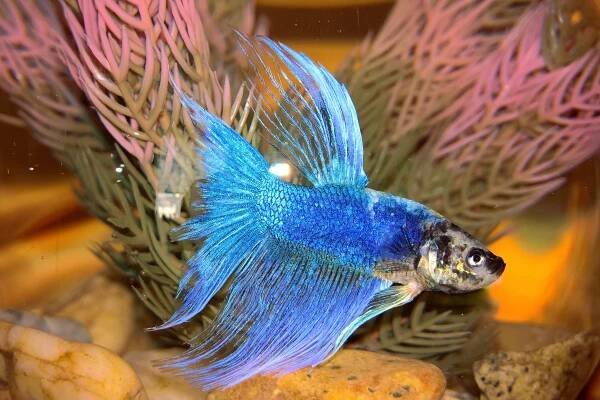 Betta