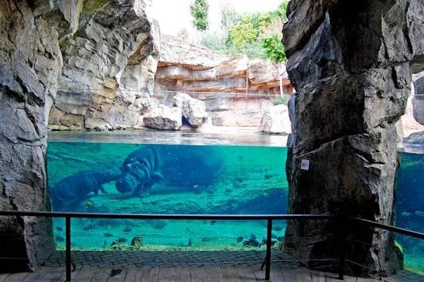 Hroch je pod vodou v expozici zoo, obklopen skalami a zelení, při pohledu přes skleněný panel s dřevěnou platformou.