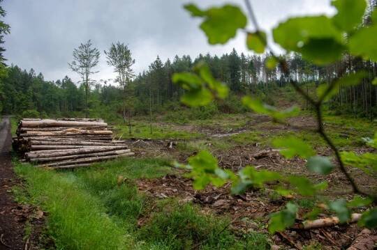 Vědci: Po kůrovcové kalamitě se v lesích objevili ohrožení živočichové a rostliny
