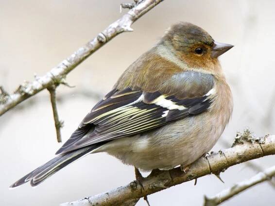 Nonbreeding male - ML601876641