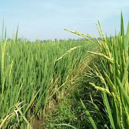 Rýže setá - Oryza sativa - semena - 12 ks