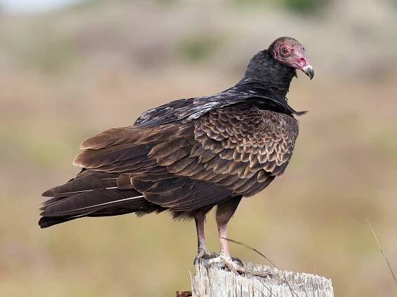 Immature (Northern) - ML60317201