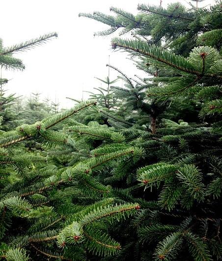 Galerie - Christbaum Schwesinger