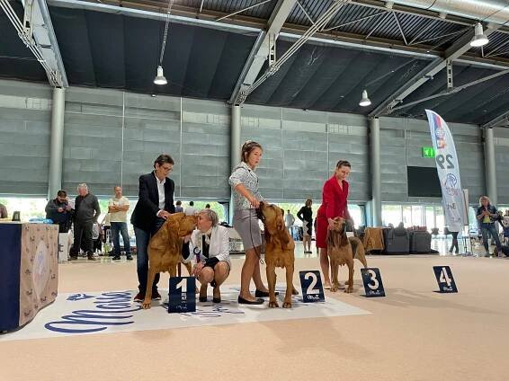 POSUZOVÁNÍ – Jack Russell teriér od Hadího potoka