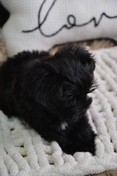 Eliot -Male Morkie
