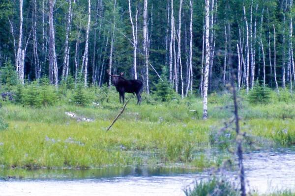 Moose