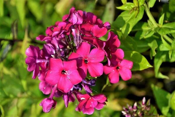 Phlox paniculata " Newbird " - flox, plamenka Zahradnictví Krulichovi - zahradnictví, květinářství, trvalky, skalničky
