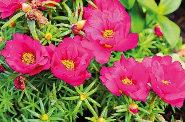 Krásné a nenáročné: Šrucha velkokvětá (Portulaca grandiflora)