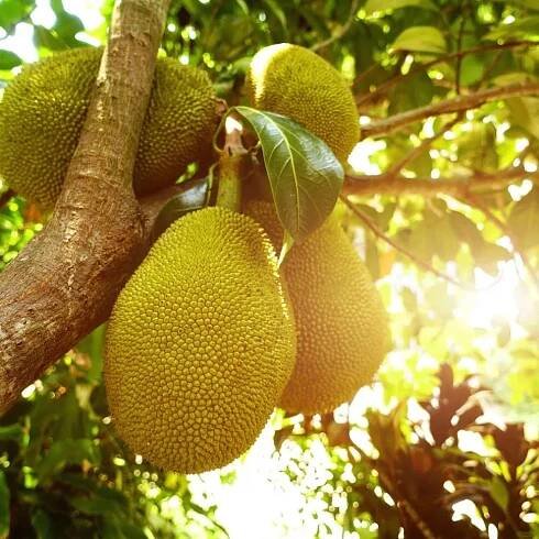 Guide to jackfruit