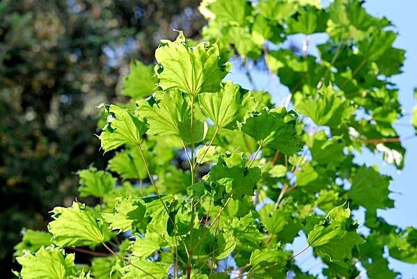 Javor mléč Cucullatum (Acer platanoides), listy