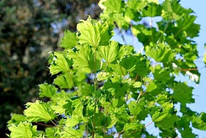 Javor mléč Cucullatum (Acer platanoides)