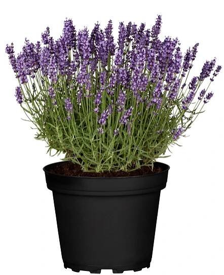 Levandule "Hidcote Blue" průměr květináče cca 14 cm Lavandula nakoupit u OBI