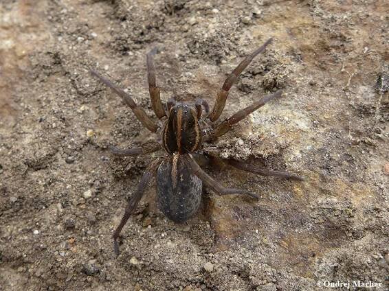 Trochosa robusta - slíďák dutinkový | Lycosidae - slíďákovití | Natura Bohemica