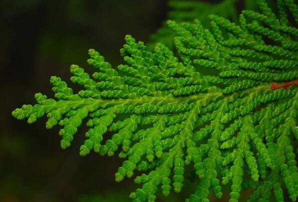 K čemu je thuja užitečná?
