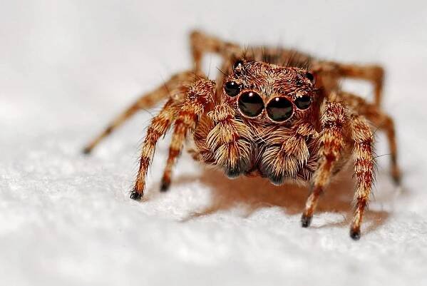 The Cutest Bugs in the World- With Pictures