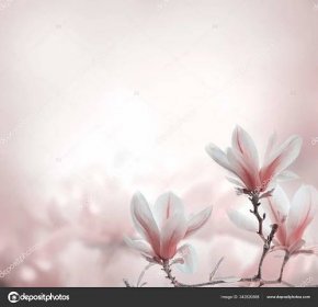 Detailní záběr na kvetoucí magnólie strom na jaře na pastel bokeh zpět 342520898