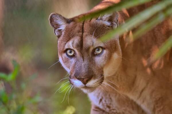 Florida panther
