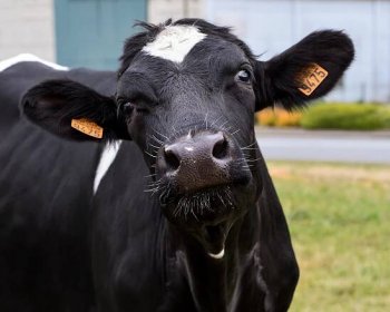 Geneticky vylepšené krávy produkují inzulín v mléce | 100+1 zahraniční zajímavost