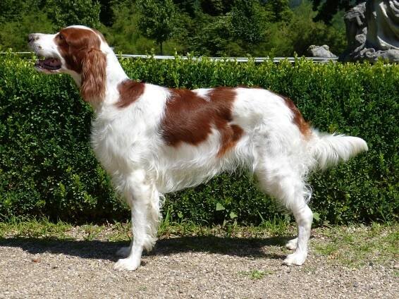 CHEVONNE Shadow Dog