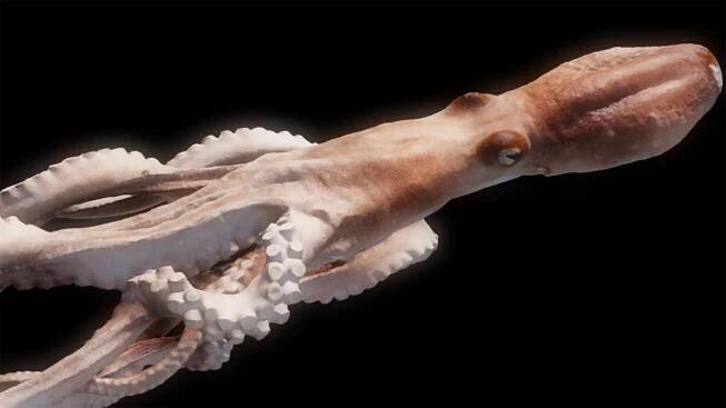 kraken 1 – Xanavoo