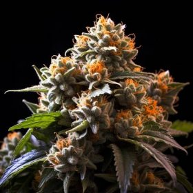 Kush XL Autoflower Marijuana - San Fran Seeds