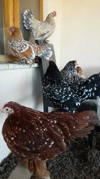 several chickens are standing on the ground near a window