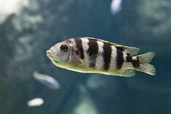 bezplatná Základová fotografie zdarma na téma africký cichlid, akvarijní expozice, akvaristický koníček Základová fotografie