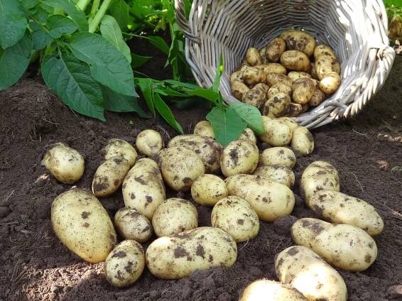 America's favorite homegrown vegetable revealed