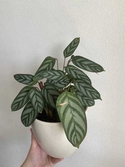 Ctenanthe