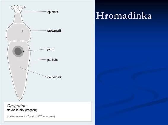 PPT - Výtrusovci PowerPoint Presentation, free download - ID:414567
