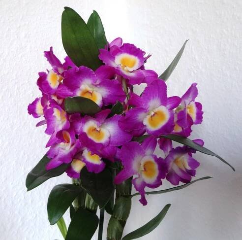 Dendrobium nobile