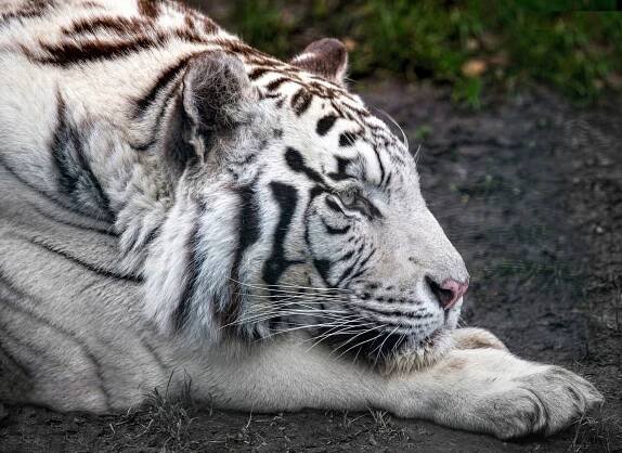 Za zvířaty do ZOO Liberec - PŘÍRODA.cz