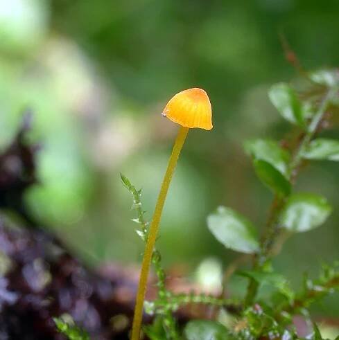 Mycena oregonensis: Nejlepší průvodce houbami
