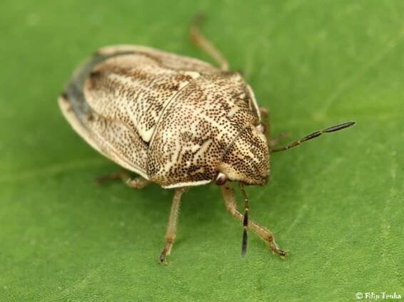 Neottiglossa leporina - kněžice | Pentatomidae - kněžicovití | Natura Bohemica