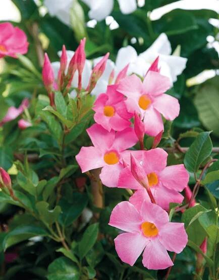 Sundaville beauty Rose