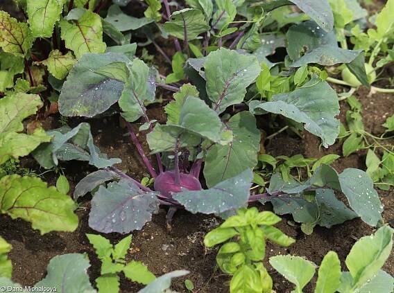 Brassica oleracea – brukev zelná